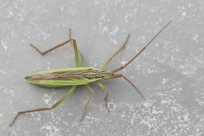 <i>Notostira</i>