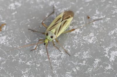 <i>Stenotus binotatus</i>