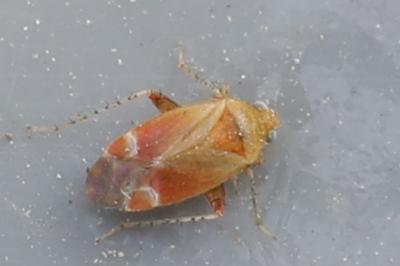 <i>Psallus</i>