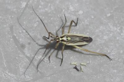 <i>Leptopterna dolabrata</i>