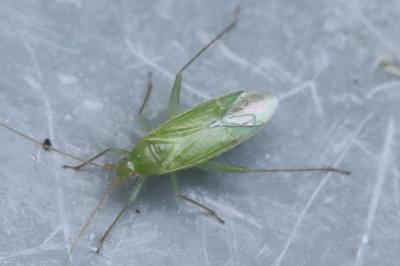 <i>Blepharidopterus diaphanus</i>