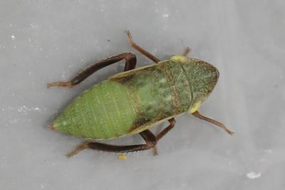 <i>Aphrodes</i>