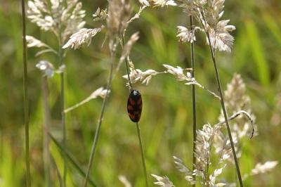 <i>Cercopis vulnerata</i>