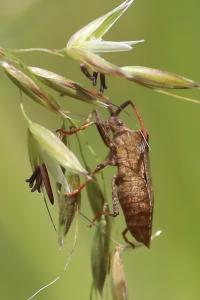 Coreus marginatus