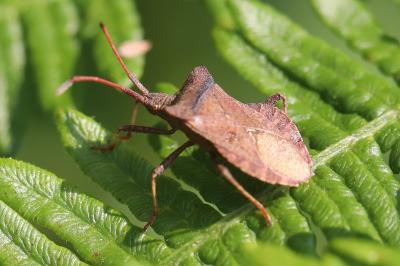 <i>Coreus marginatus</i>