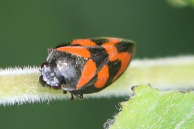 <i>Cercopis vulnerata</i>