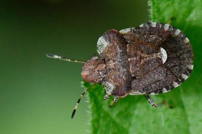 <i>Dyroderes umbraculatus</i>