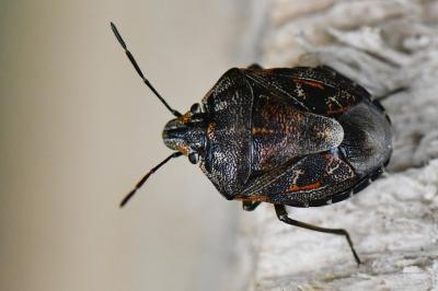 <i>Holcogaster fibulata</i>