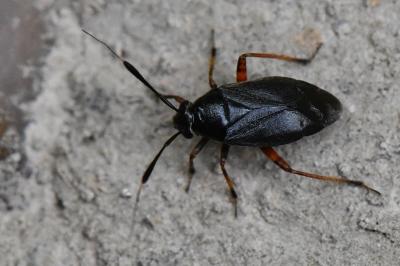 <i>Capsus ater</i>