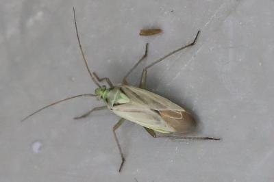 <i>Stenotus binotatus</i>