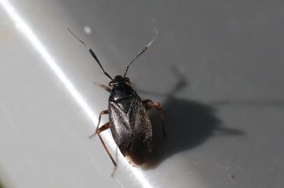 <i>Capsus ater</i>