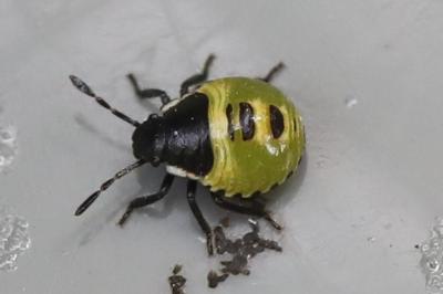 <i>Palomena prasina</i>