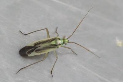 <i>Stenotus binotatus</i>