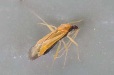 <i>Phylus melanocephalus</i>