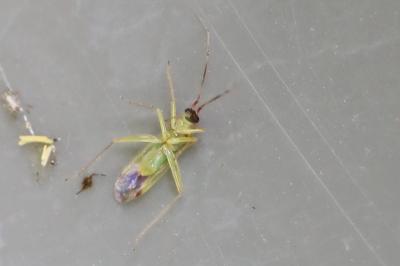 <i>Campyloneura virgula</i>