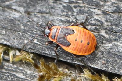 <i>Pyrrhocoris apterus</i>