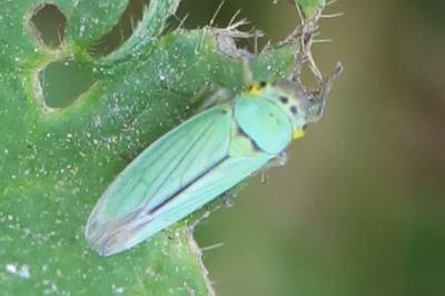 <i>Cicadella viridis</i>