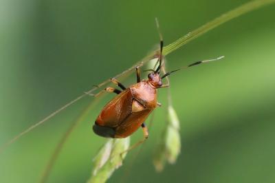 <i>Deraeocoris ruber</i>