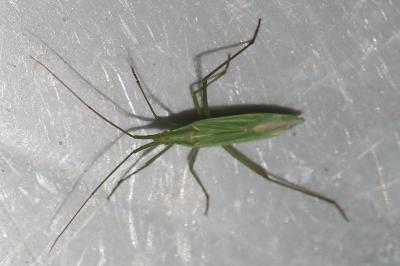 <i>Megaloceroea recticornis</i>