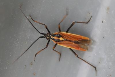 <i>Leptopterna dolabrata</i>