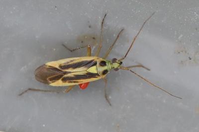 <i>Stenotus binotatus</i>