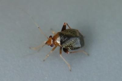 <i>Halticus luteicollis</i>