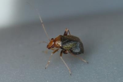 <i>Halticus luteicollis</i>