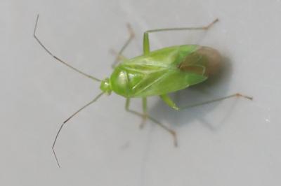 <i>Lygocoris pabulinus</i>