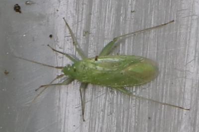 <i>Orthotylus</i>