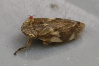 <i>Philaenus spumarius</i>