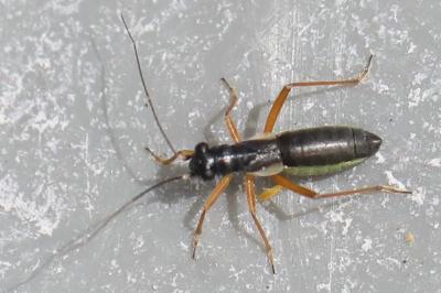 <i>Pithanus maerkelii</i>