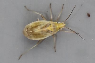 <i>Amblytylus nasutus</i>