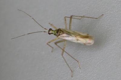 <i>Dicyphus</i>