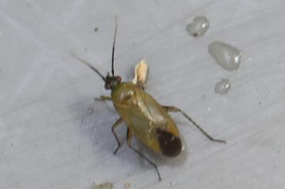 <i>Plagiognathus arbustorum</i>