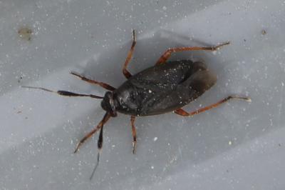 <i>Capsus ater</i>