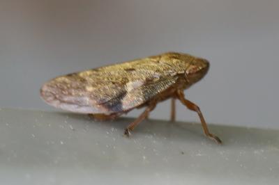 <i>Aphrophora alni</i>