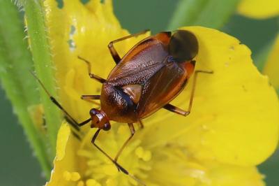 <i>Deraeocoris ruber</i>