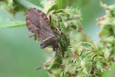 <i>Coreus marginatus</i>