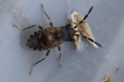 <i>Scolopostethus</i>