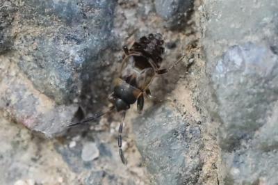 <i>Scolopostethus</i>