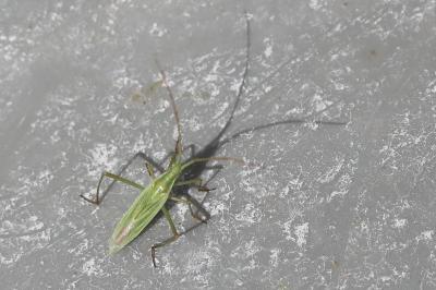<i>Megaloceroea recticornis</i>