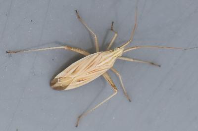 <i>Miridius quadrivirgatus</i>