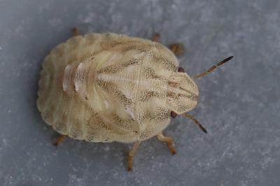 <i>Eurygaster</i>