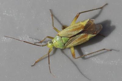 <i>Closterotomus norwegicus</i>