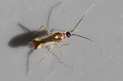 <i>Campyloneura virgula</i>