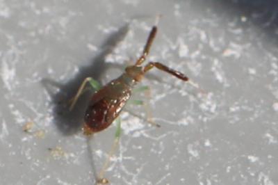 <i>Heterotoma planicornis</i>