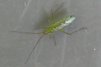 <i>Blepharidopterus angulatus</i>