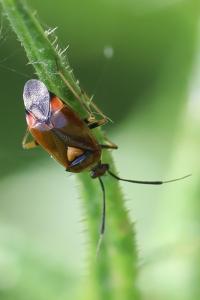 <i>Deraeocoris ruber</i>