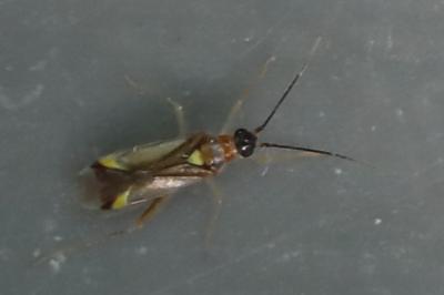 <i>Campyloneura virgula</i>