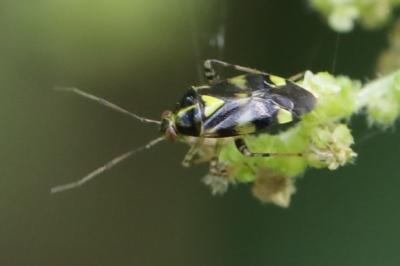 <i>Liocoris tripustulatus</i>